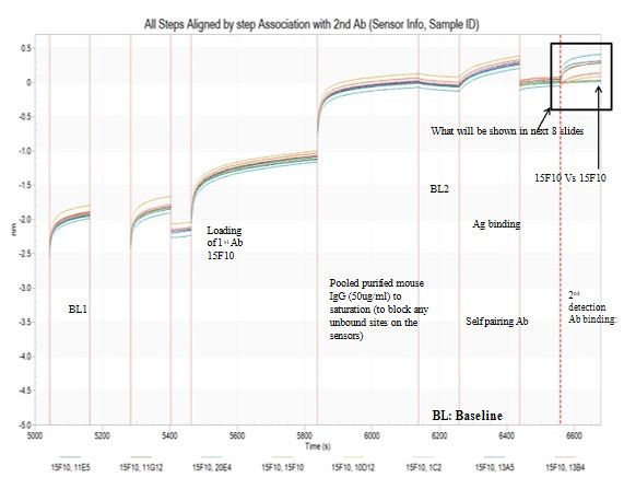 Relative Epitope Mapping - (image 1 0f 2 Zoomed Out)Epitope binning assay indicating bindings of 2 antibodies to distinct epitopes