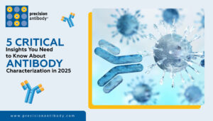 5 Critical Insights You Need to Know About Antibody Characterization in 2025