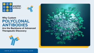 Why Custom Polyclonal Antibodies Are the Backbone of Advanced Therapeutic Discovery