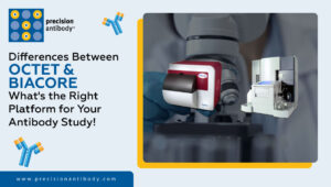 Differences Between Octet & Biacore | What's the Right Platform for Your Antibody Study!