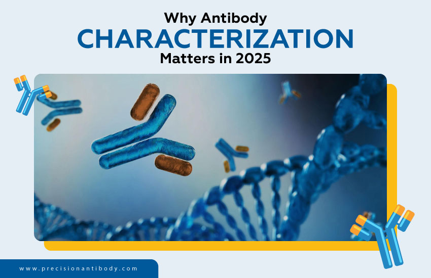 Why Antibody Characterization Matters in 2025