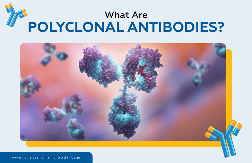 What Are Polyclonal Antibodies?
