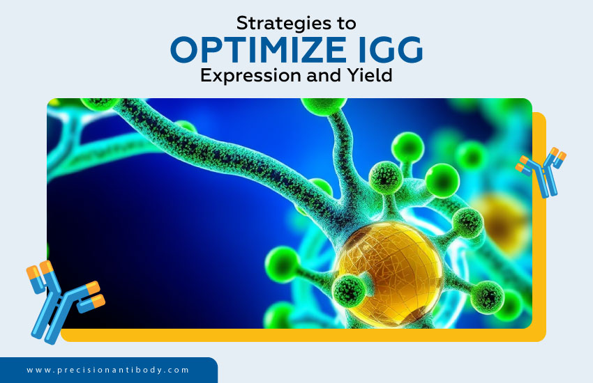 Strategies to Optimize IgG Expression and Yield