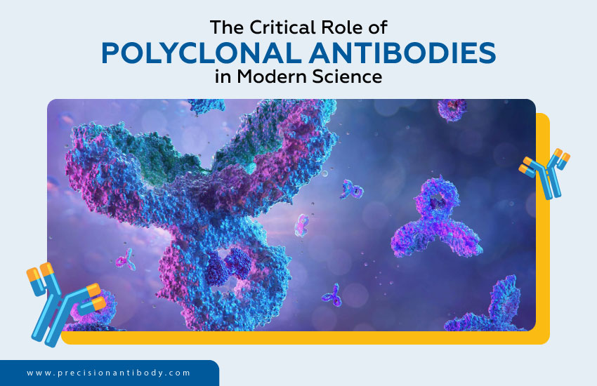 The Critical Role of Polyclonal Antibodies in Modern Science