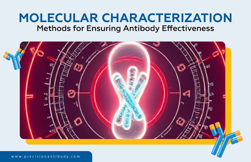 Molecular Characterization Methods for Ensuring Antibody Effectiveness