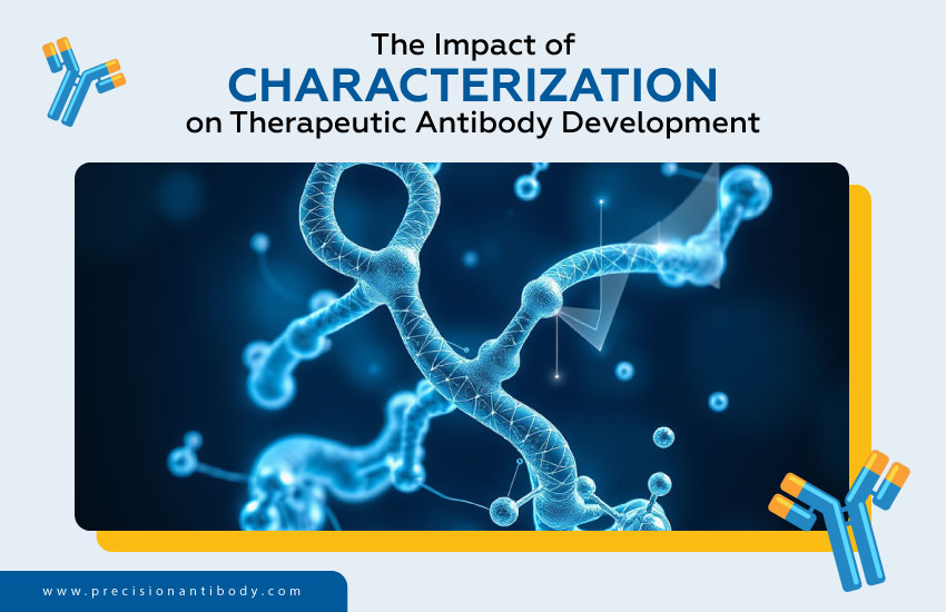 The Impact of Characterization on Therapeutic Antibody Development