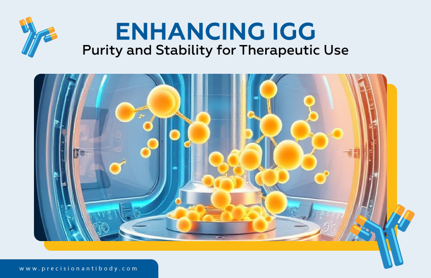 Enhancing IgG Purity and Stability for Therapeutic Use