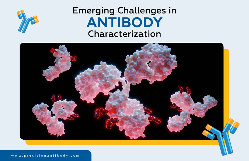 Emerging Challenges in Antibody Characterization