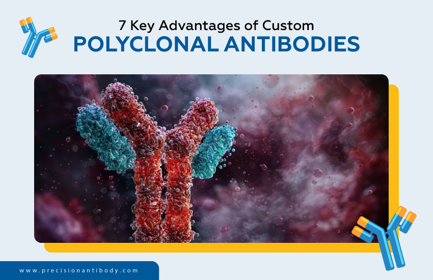 7 Key Advantages of Custom Polyclonal Antibodies