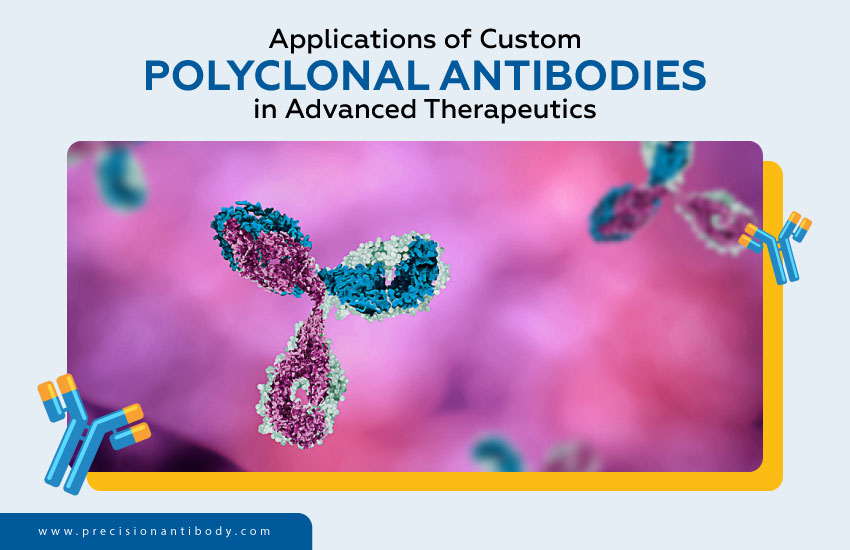 Applications of Custom Polyclonal Antibodies in Advanced Therapeutics