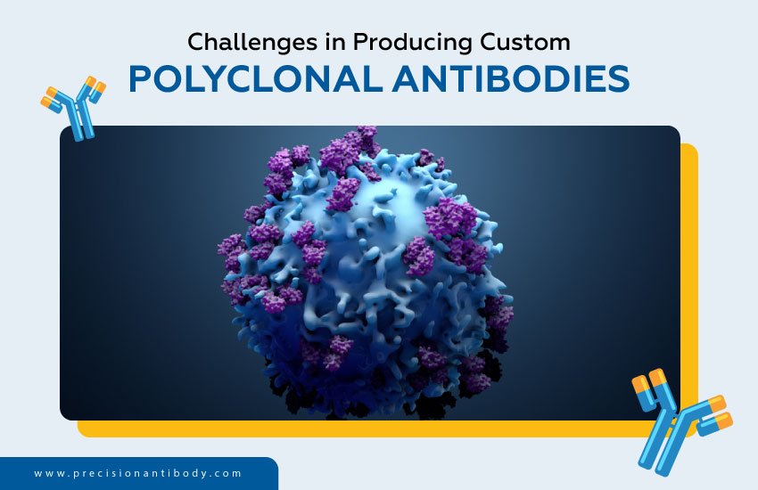 Challenges in Producing Custom Polyclonal Antibodies