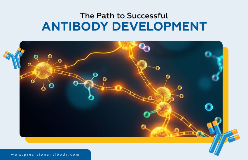 The Path to Successful Antibody Development