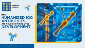 How Humanized IgG Antibodies Are Revolutionizing Drug Development