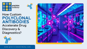 How Custom Polyclonal Antibodies Accelerate Drug Discovery & Diagnostics