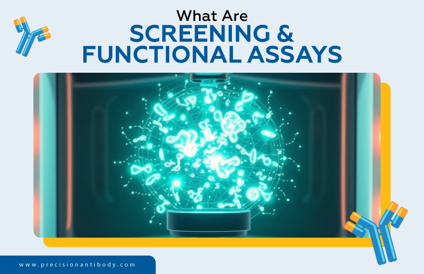 What Are Screening & Functional Assays?