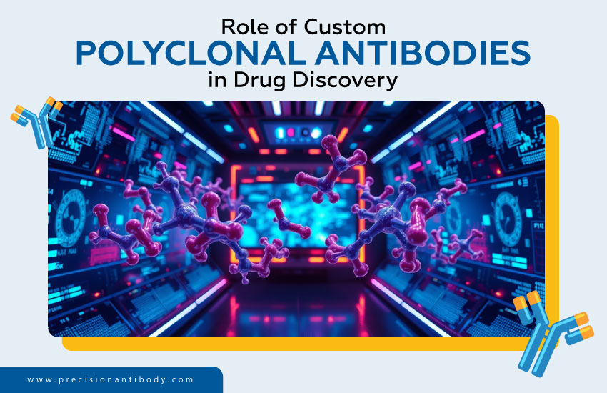 Role of Custom Polyclonal Antibodies in Drug Discovery