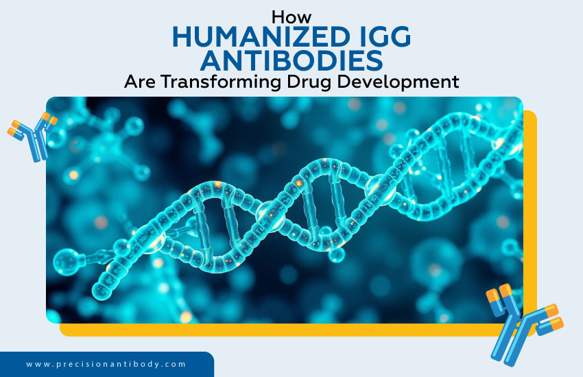 How Humanized IgG Antibodies Are Transforming Drug Development