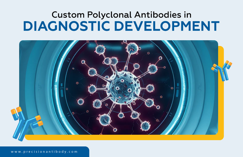 Custom Polyclonal Antibodies in Diagnostic Development