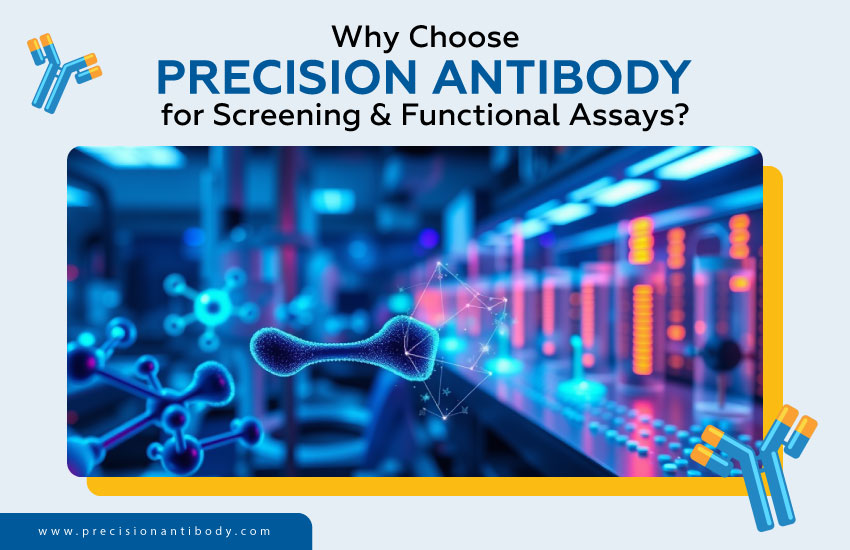 Why Choose Precision Antibodies for Screening and Functional Assays?