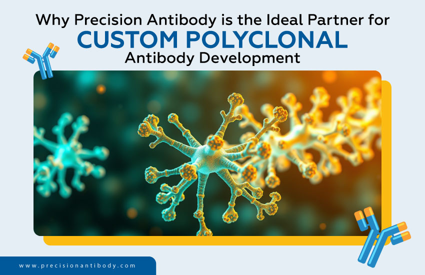 Why Precision Antibody is the Ideal Partner for Custom Polyclonal Antibody Development