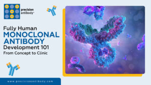 Fully Human Monoclonal Antibody Development 101 | From Concept to Clinic