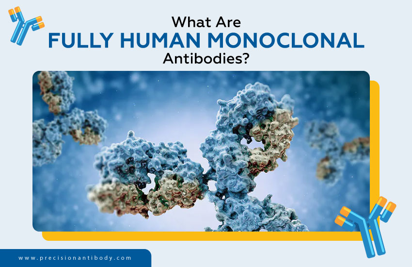 What Are Fully Human Monoclonal Antibodies?