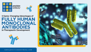 5 Game-Changing Advantages of Fully Human Monoclonal Antibodies in Therapeutic Development