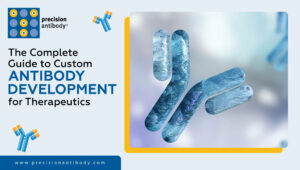 The Complete Guide to Custom Antibody Development for Therapeutics