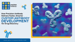 How Precision Antibody Delivers Faster, Smarter Custom Antibody Development for Drug Discovery