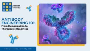 Antibody Engineering 101: From Humanization to Therapeutic Readiness