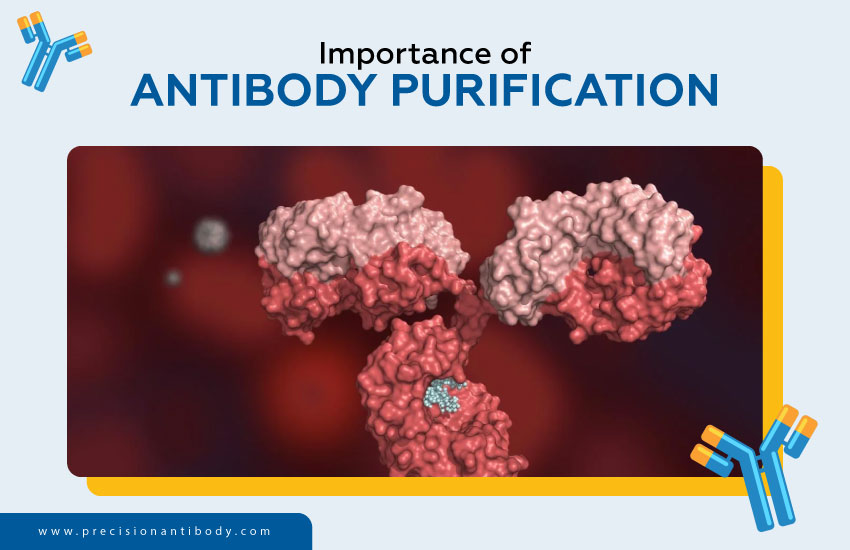Importance of Antibody Purification