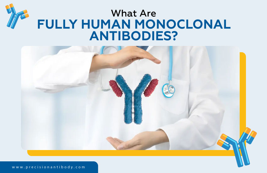 What Are Fully Human Monoclonal Antibodies?