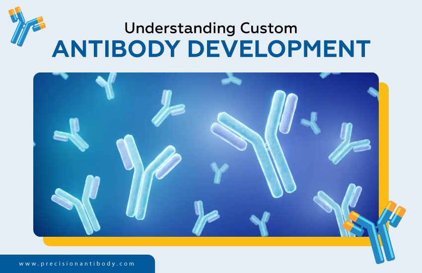 Understanding Custom Antibody Development