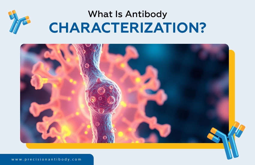 What Is Antibody Characterization?
