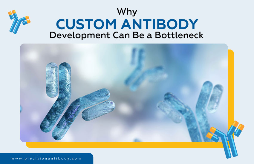 Why Custom Antibody Development Can Be a Bottleneck