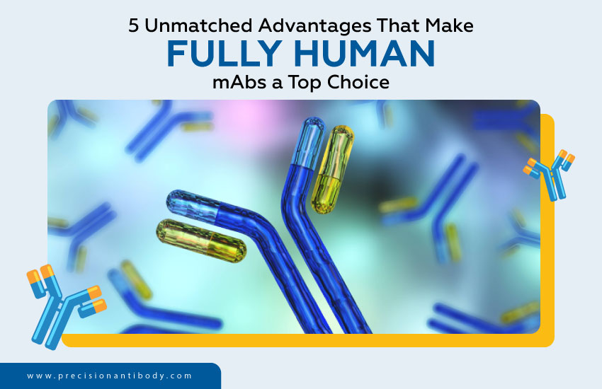 5 Unmatched Advantages That Make Fully Human mAbs a Top Choice