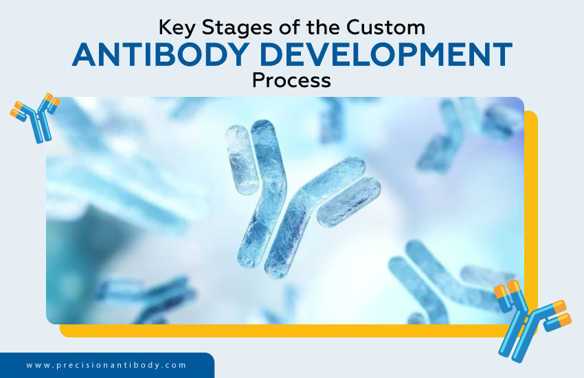 Key Stages of the Custom Antibody Development Process