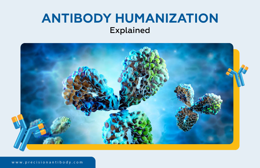 Antibody Humanization Explained