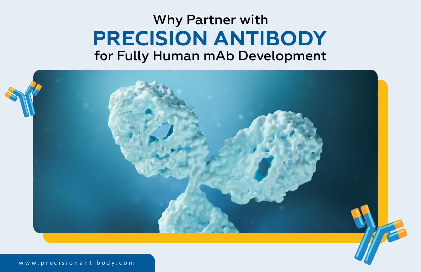 Why Partner with Precision Antibody for Fully Human mAb Development