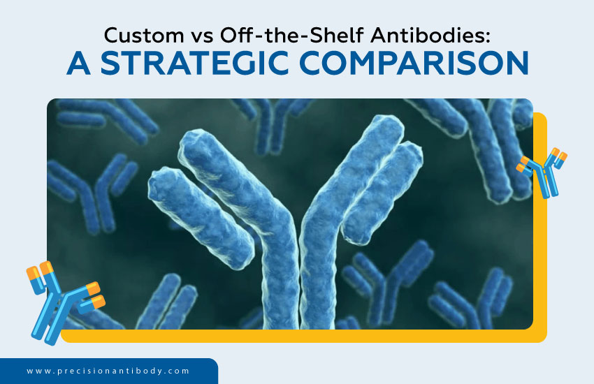 Custom vs Off-the-Shelf Antibodies: A Strategic Comparison