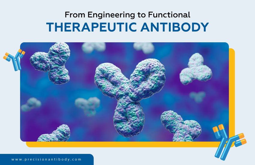 From Engineering to Functional Therapeutic Antibody