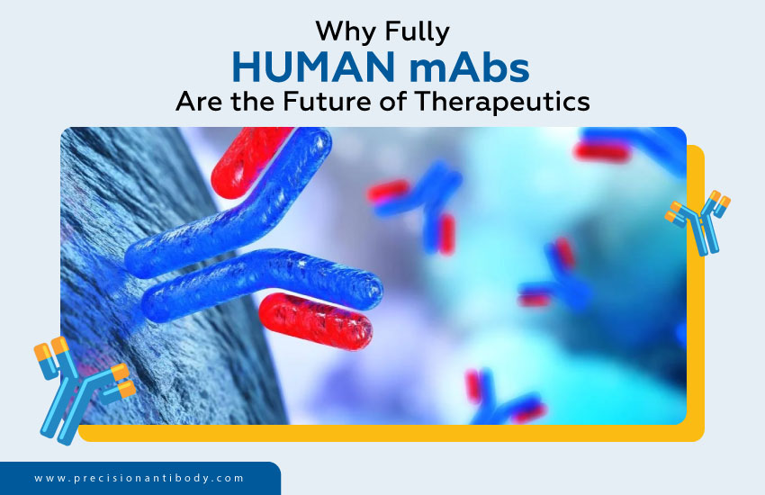 Why Fully Human mAbs Are the Future of Therapeutics