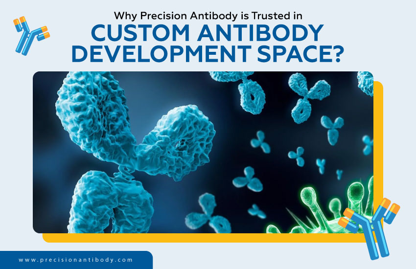 Why Precision Antibody is Trusted in Custom Antibody Development Space?