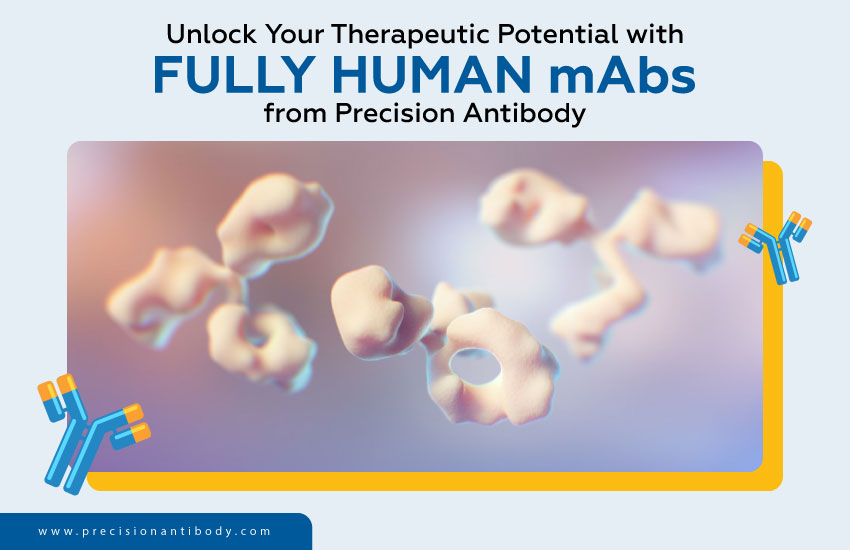 Unlock Your Therapeutic Potential with Fully Human mAbs from Precision Antibody