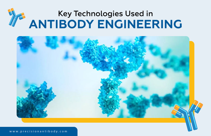 Key Technologies Used in Antibody Engineering