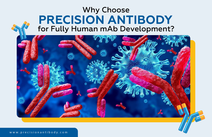 Why Choose Precision Antibody for Fully Human mAb Development?