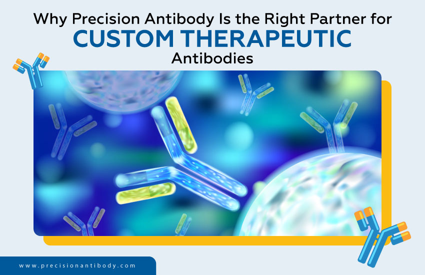 Why Precision Antibody Is the Right Partner for Custom Therapeutic Antibodies