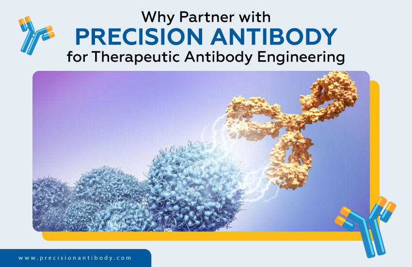 Why Partner with Precision Antibody for Therapeutic Antibody Engineering