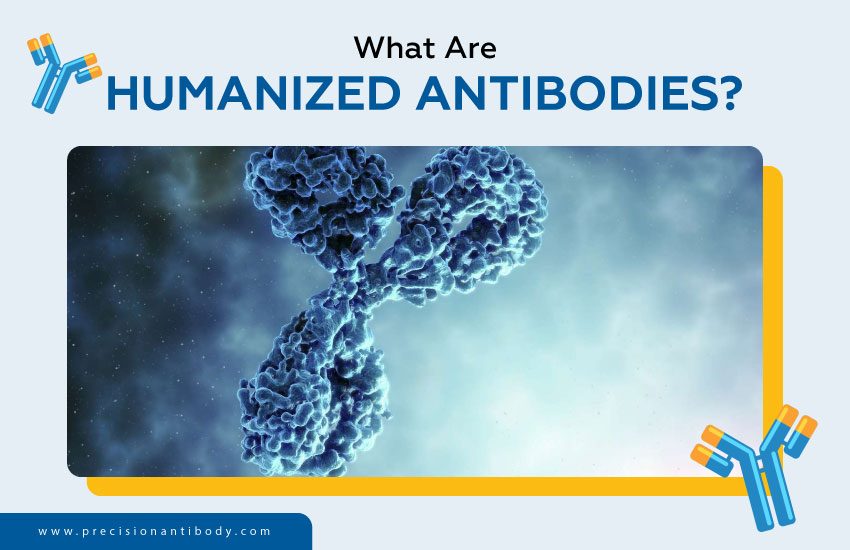 What Are Humanized Antibodies?