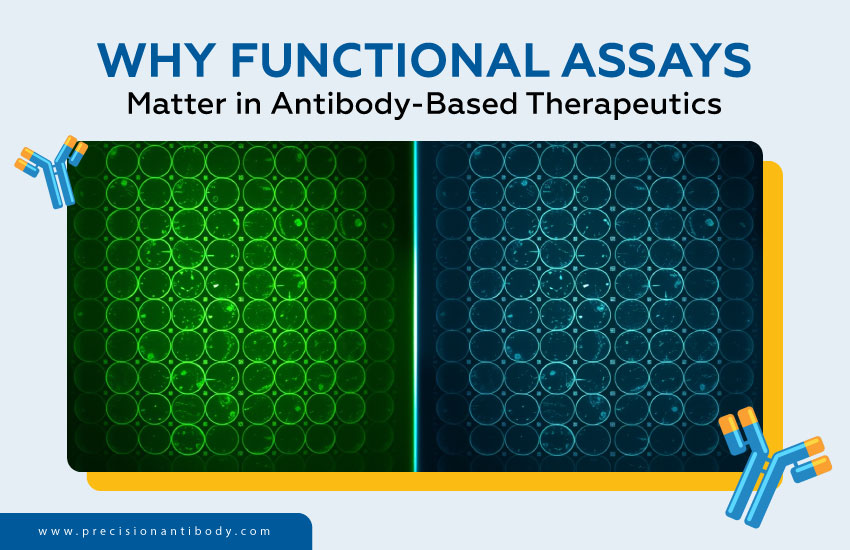 Why Functional Assays Matter in Antibody-Based Therapeutics